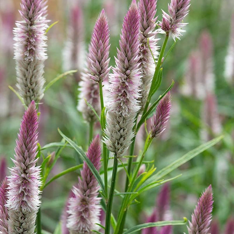 Traditionssorte Celosia Spicata Blumensamen zur Aussaat saisonal Dauerblüher Traditionssorte & ohne Gentechnik Samen Hausgarten