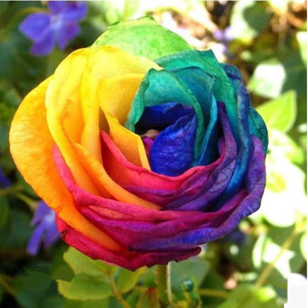 MultiColor Rose Blumensamen zur Aussaat Traditionssorte ohne Gentechnik Samen ideal Garten Bestäuber freundlich