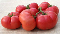 New Groß Dwarf Tomate Samen Solanum lycopersicum zum Pflanzen in Small Garden and Urban Beds