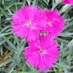 Nelke Maiden Rosa Samen zur Aussaat Hausgarten Blume Beet