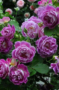 Violett Rose Blumensamen zur Aussaat Garten beliebt Traditionssorte & ohne Gentechnik Samen Hausgarten