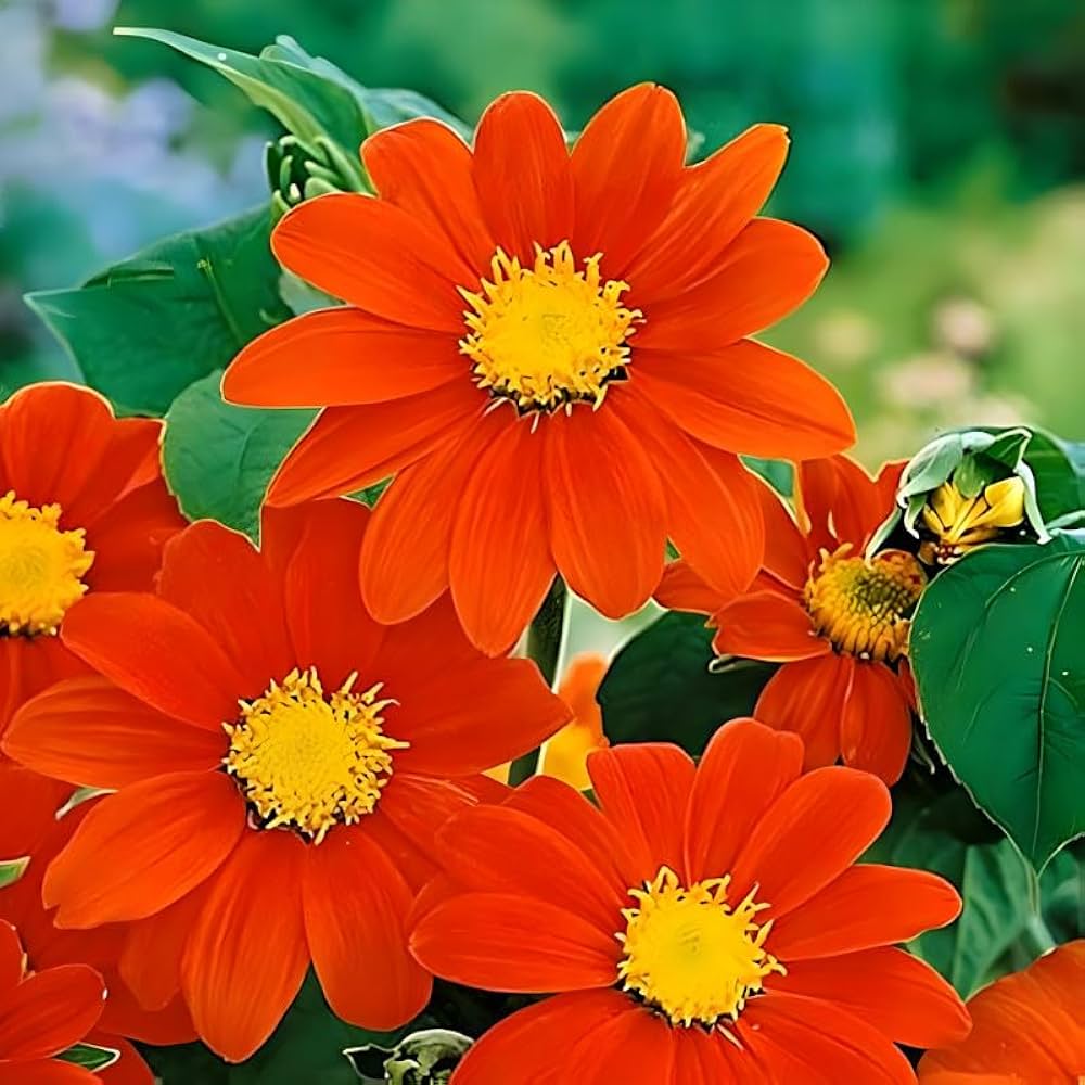 Mexican Sonnenblume Tithonia Samen (Mexikanische Sonnenblumenkerne)