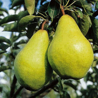 Pyrus communis Fruchtsamen für einfaches Anpflanzen
