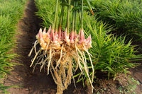 Braun Ginger Planting Samen for Gemüses