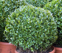 Buxus Sempervirens Blumensamen zur Aussaat – leuchtend – Traditionssorte & ohne Gentechnik Samen Hausgarten