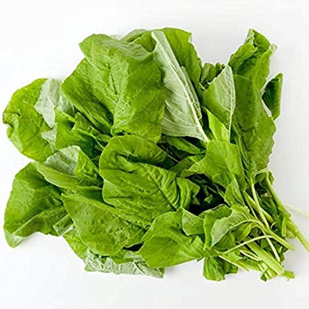 Green Intybus Samen for Your Gemüse Garden