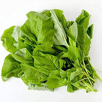 Green Intybus Samen for Your Gemüse Garden