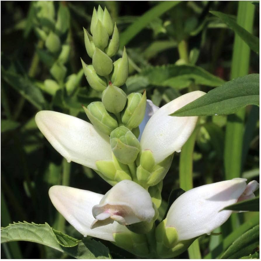 Turtlehead Chelone Glabra Native Wildblume Samen