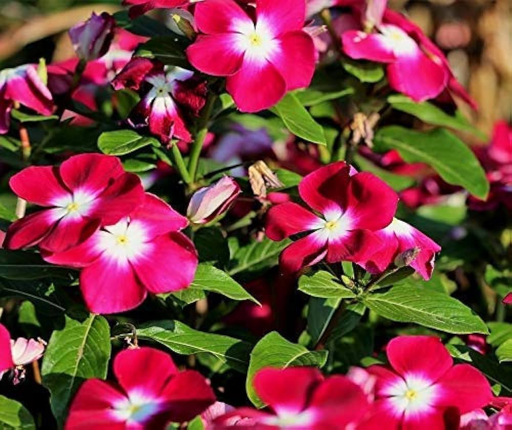 Rot Immergrün Rosea Blumensamen zur Aussaat – Halbschatten verträglich – Traditionssorte & ohne Gentechnik Samen Hausgarten