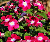 Rot Immergrün Rosea Blumensamen zur Aussaat – Halbschatten verträglich – Traditionssorte & ohne Gentechnik Samen Hausgarten