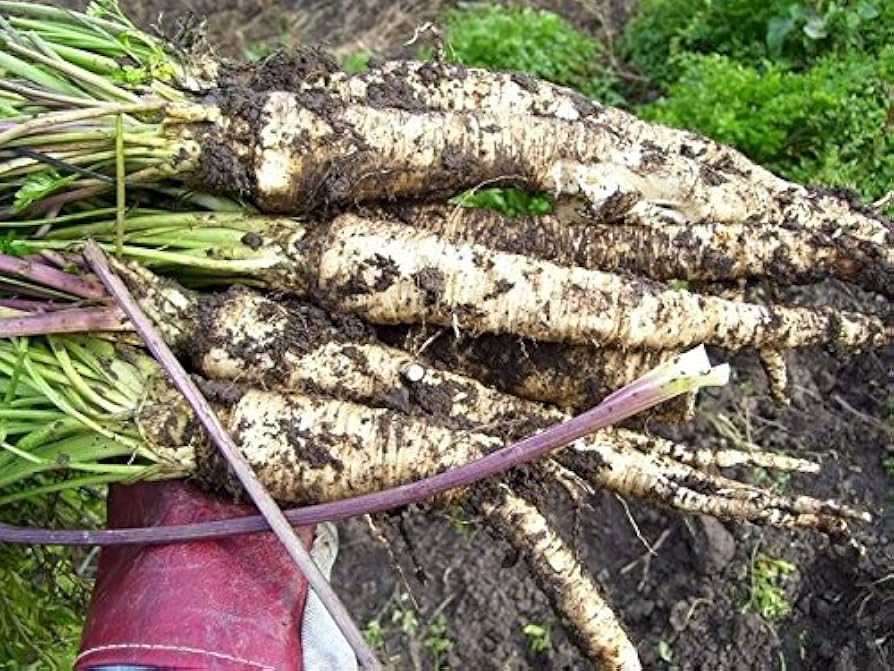 Hamburg Root Parsley Samen (Petroselinum Cr. tuberosum) Dual-Use