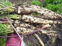 Hamburg Root Parsley Samen (Petroselinum Cr. tuberosum) Dual-Use