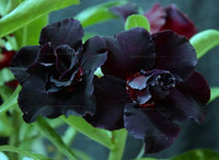 Schwarz Wüstenrose Blumensamen zur Aussaat – Halbschatten verträglich – Traditionssorte & ohne Gentechnik Samen Hausgarten