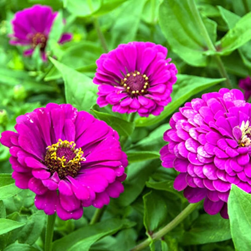 tief Lila Zinnie Blumensamen zur Aussaat – kompakt Wuchs – Traditionssorte & ohne Gentechnik Samen Hausgarten