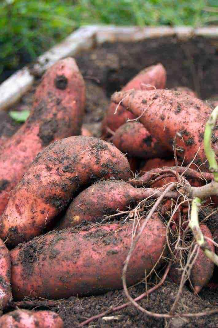 Süße potato gemüse samen aussaat redish brown