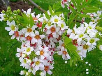 Yellowhorn Xanthoceras Sorbifolium Samen zur Aussaat – sonnenliebend – Traditionssorte & ohne Gentechnik Samen Hausgarten