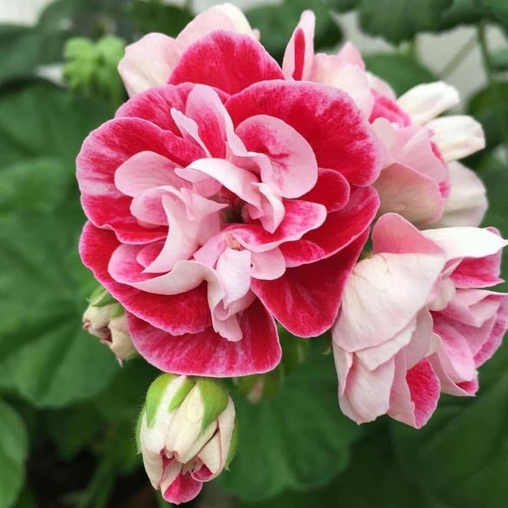 Rosa Gelb Geranie Blumensamen zur Aussaat – farbenfroh Schau – Traditionssorte & ohne Gentechnik Samen Hausgarten
