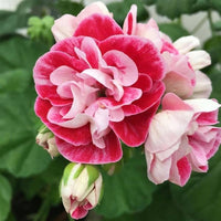 Rosa Gelb Geranie Blumensamen zur Aussaat – farbenfroh Schau – Traditionssorte & ohne Gentechnik Samen Hausgarten