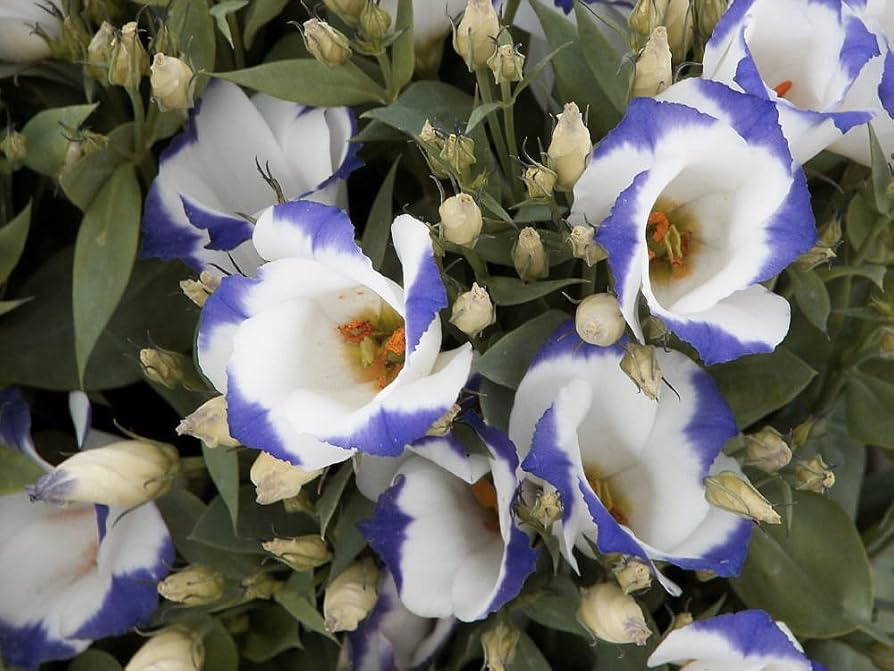 Weiß & Blau Lisianthus (Lisianthus) Blumensamen zur Aussaat – saisonal Dauerblüher – Traditionssorte & ohne Gentechnik Samen Hausgarten