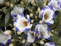 Weiß & Blau Lisianthus (Lisianthus) Blumensamen zur Aussaat – saisonal Dauerblüher – Traditionssorte & ohne Gentechnik Samen Hausgarten