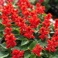 Salvia sizzler burgundy perennial blume samen