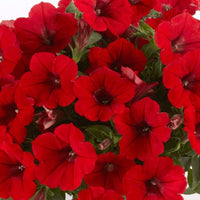 Pelletta Petunie Samen Rot Blume Strawberry Dad Dad