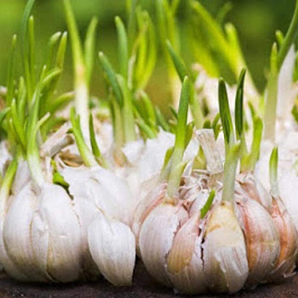 Weiß Knoblauch Samen zum Pflanzen - Premium Gemüsesamen