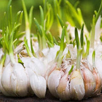Weiß Knoblauch Samen zum Pflanzen - Premium Gemüsesamen