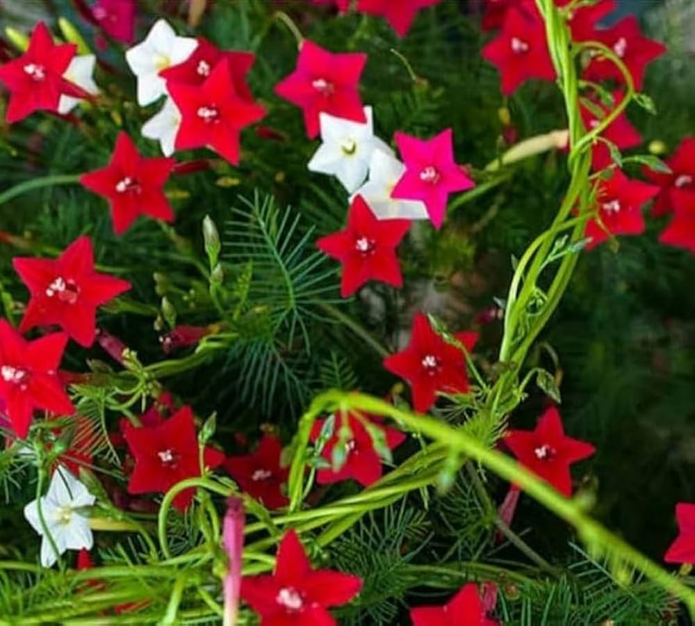 Gemischt Liana Blumensamen zur Aussaat – farbenfroh Schau – Traditionssorte & ohne Gentechnik Samen Hausgarten