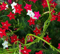 Gemischt Liana Blumensamen zur Aussaat – farbenfroh Schau – Traditionssorte & ohne Gentechnik Samen Hausgarten