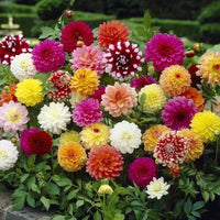 Dalia Sunny Ring Dahlie pinnata Samen zur Aussaat Blume Beet Landhaus Garten