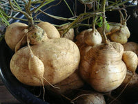 Braun Jicama Gemüse Planting Samen