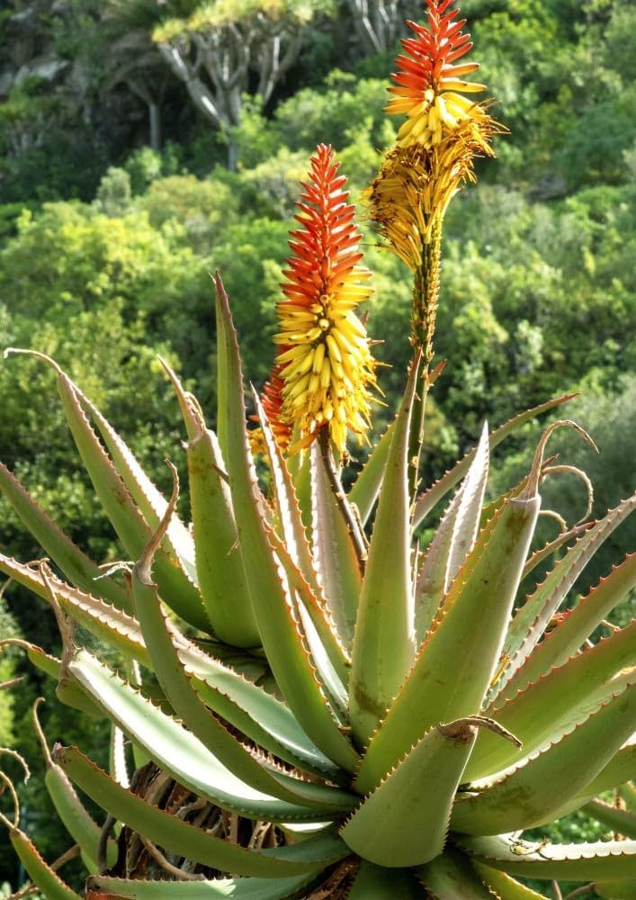 Aloe Vera Blumensamen zur Aussaat – hochwertige Qualitäts- – Traditionssorte & ohne Gentechnik Samen Hausgarten