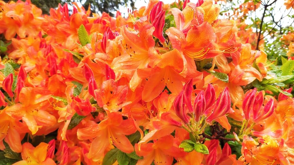 Orange Azalee Rhododendron Simsii Bonsai Blumensamen zur Aussaat Schnitt Blume beliebt Traditionssorte & ohne Gentechnik Samen Hausgarten