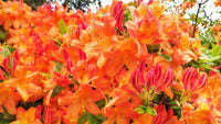 Orange Azalee Rhododendron Simsii Bonsai Blumensamen zur Aussaat Schnitt Blume beliebt Traditionssorte & ohne Gentechnik Samen Hausgarten