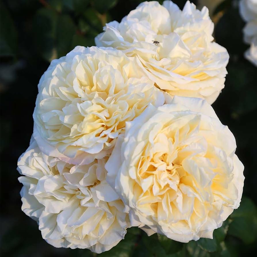 Moonlight Rose Blumensamen zur Aussaat – Bestäuber freundlich – Traditionssorte & ohne Gentechnik Samen Hausgarten