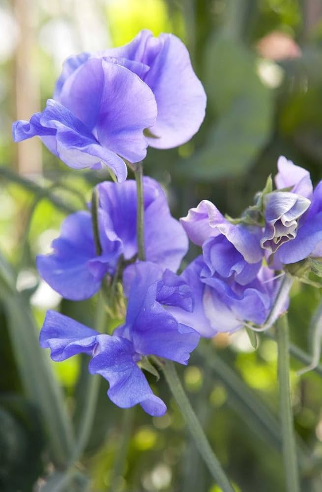 Lavendel Wicke Blumensamen zur Aussaat Versatile Use Traditionssorte & ohne Gentechnik Samen Hausgarten