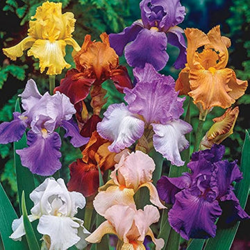 Mixed iris bearded semi iris bonsai samen