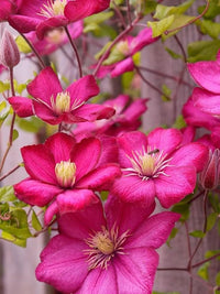 Rosa Gelb Waldrebe Blumensamen zur Aussaat – Landhaus Garten wichtig – Traditionssorte & ohne Gentechnik Samen Hausgarten