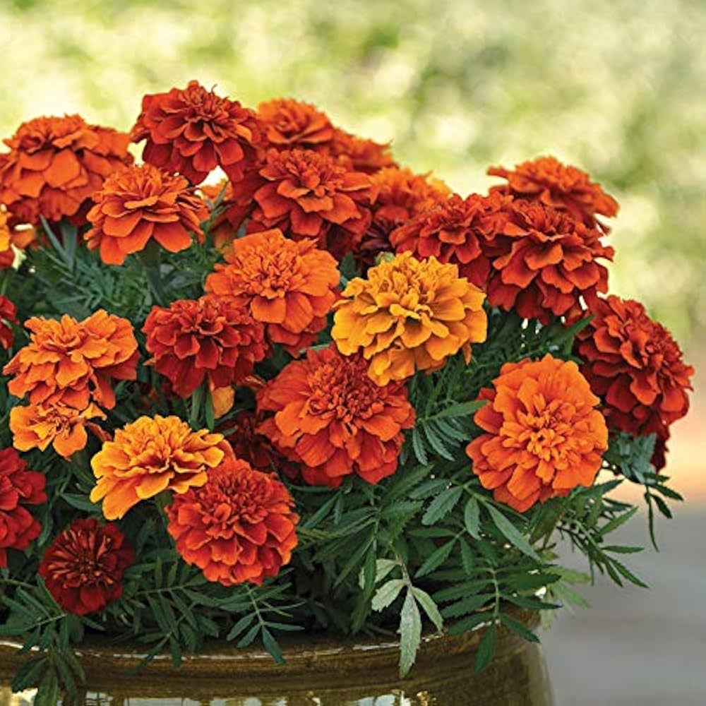 Marigold french disco mix for anpflanzung in blume bed