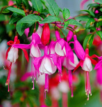 Fuchsie Fuchsie spp Blumensamen zur Aussaat Blume Beet