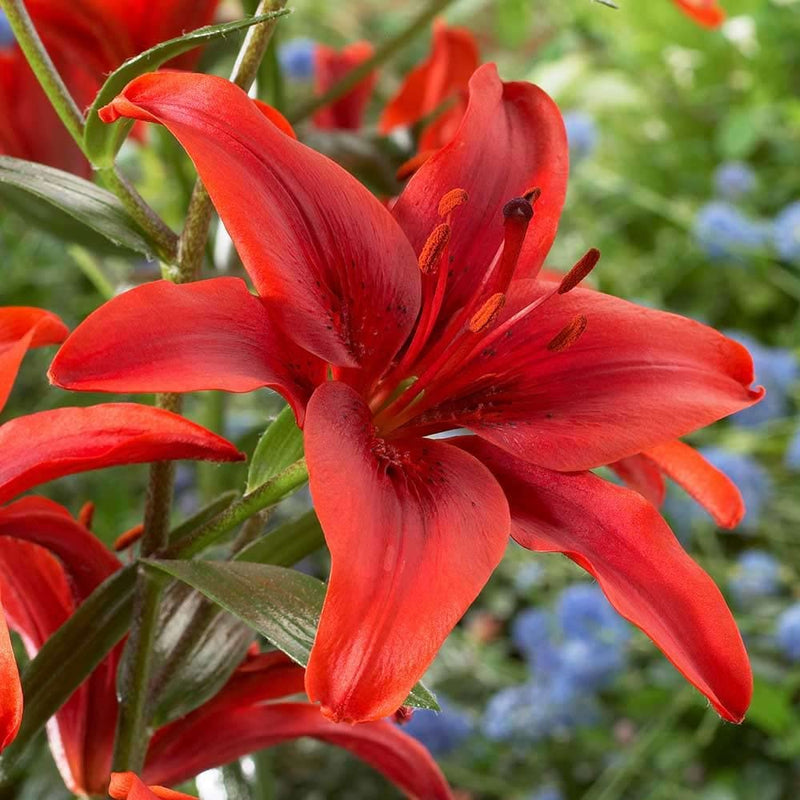 Rot lily lilium pumilum for anpflanzung in balcony containers
