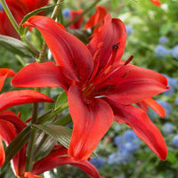 Rot lily lilium pumilum for anpflanzung in balcony containers