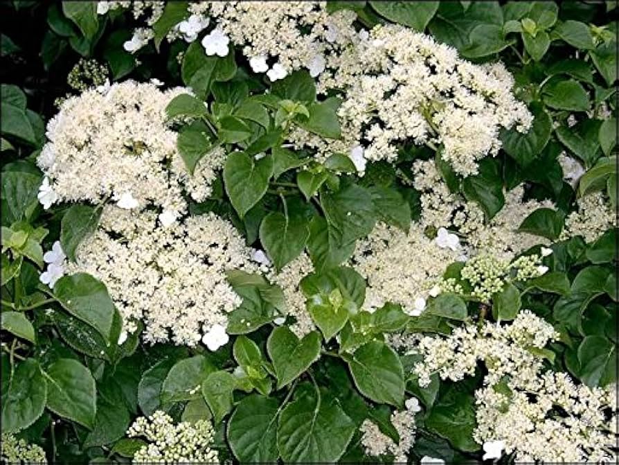 kletternd Hortensie Samen (KletterhortensieFlowerssamen)