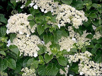 kletternd Hortensie Samen (KletterhortensieFlowerssamen)