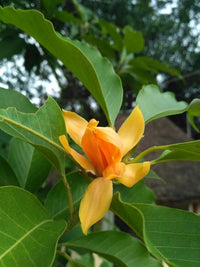 Chempaca Blumensamen zur Aussaat – duftend Blüten – Traditionssorte & ohne Gentechnik Samen Hausgarten