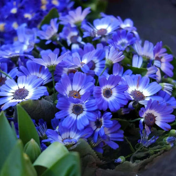 Blau daisy cineraria for anpflanzung in blume bed
