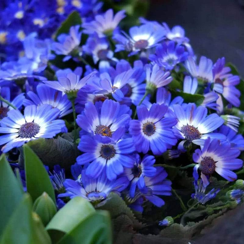 Blau daisy cineraria for anpflanzung in blume bed