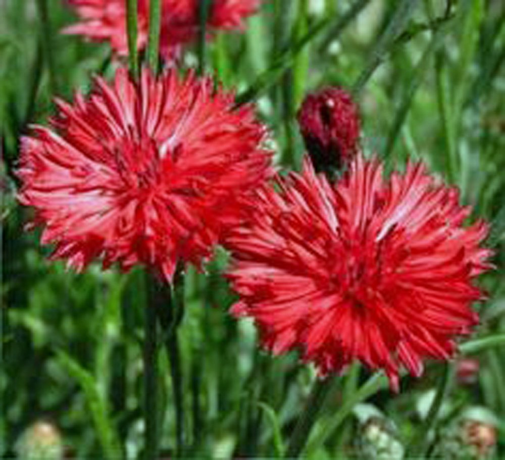 Rot Bachelor Button Centaurea cyanus Samen zur Aussaat Blume Beet Schmetterling Garten
