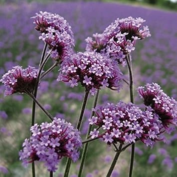 Lila verbena bonariensis blume samen for anpflanzung - seasonal bloomer, heirloom & gmo free samen for home garten
 
 sale for anpflanzung in home garten.